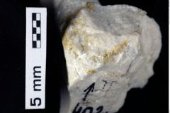 Foto (Detailansicht) von Cycloprosopon stenofrons (Schweitzer & Feldmann, 2010) (NHMW-GEO-1990-0041-0402)